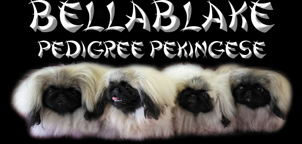 Bellablake Pedigree Pekingese